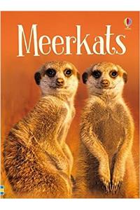 Meerkats