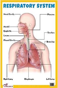 Respiratory System - Educational Chart