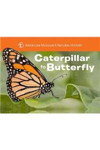 Caterpillar to Butterfly