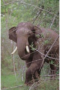 The Story of Asia's Elephants