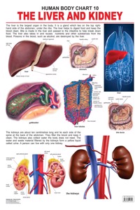 10. The Liver And Kidney