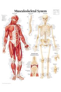 Musculoskeletal System Chart