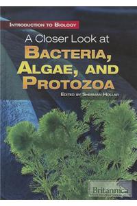 A Closer Look at Bacteria, Algae, and Protozoa