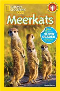 Meerkats