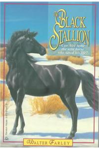 The Black Stallion