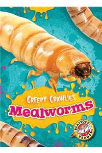 Mealworms