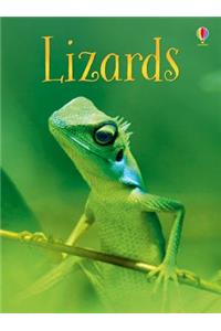 Lizards