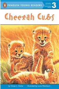 Cheetah Cubs