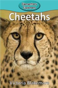 Cheetahs