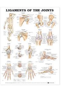 Ligaments of the Joints Anatomical Chart