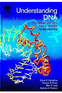 Understanding DNA