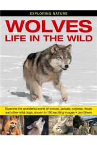 Exploring Nature: Wolves - Life in the Wild