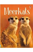 Meerkats