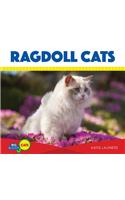 Ragdoll Cats