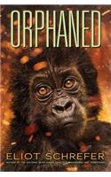 Orphaned (Ape Quartet #4)