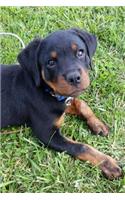 So Cute Rottweiler Puppy Dog Pet Journal