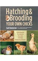 Hatching & Brooding Your Own Chicks