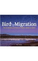 Bird Migration