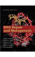 DNA Repair and Mutagenesis