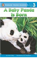 A Baby Panda Is Born