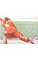 The Key Muscles of Yoga