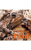 The Hidden Life of a Toad