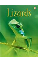 Lizards