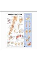 Shoulder and Elbow Anatomical Chart