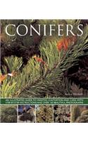 Conifers