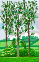 David Hockney: The Arrival of Spring in Normandy, 2020