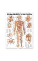 Vascular System and Viscera Anatomical Chart