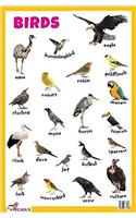 Birds - Educational Chart