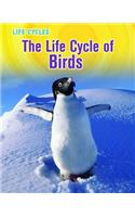 The Life Cycle of Birds