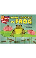 From Tadpole to Frog