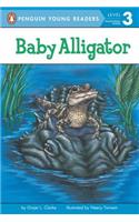 Baby Alligator