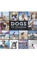 Dogs on Instagram