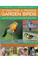 A Practical Illustrated Guide to Attracting & Feeding Garden Birds